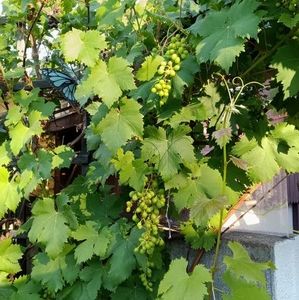 Meet your Posher, Lucys